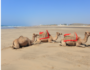 14 Days Morocco tour itinerary from Casablanca