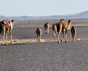 8 days Marrakech desert tour